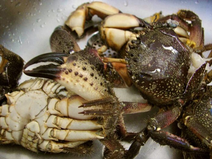 Kosmeji s Malog more Kosmeji s Malog mora; photo Marko Vučetić